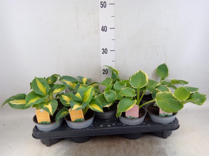 <h4>Hosta   ...</h4>