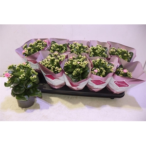 arr8 Kalanchoe Double Deluxe Pink