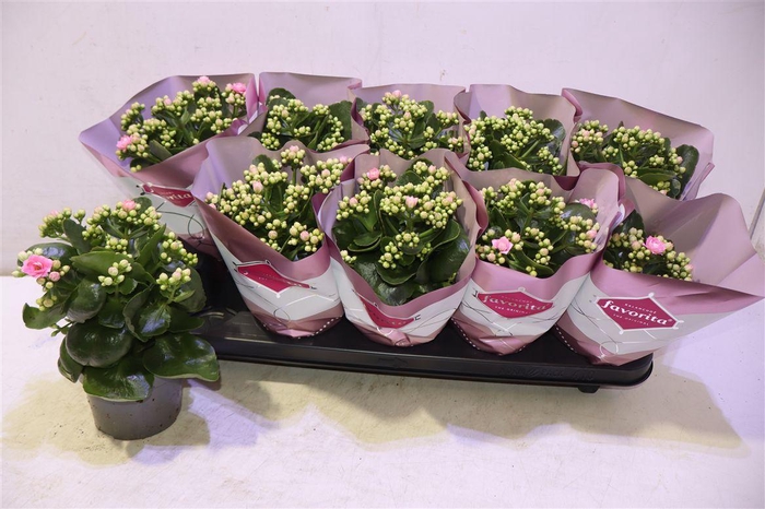 <h4>arr8 Kalanchoe Double Deluxe Pink</h4>