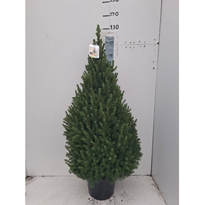 PICEA GL CONICA
