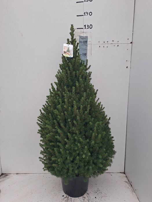 <h4>PICEA GL CONICA</h4>
