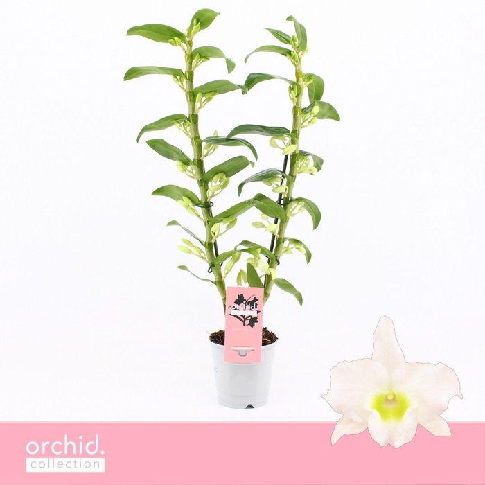 <h4>Dendrobium Nobilé, Apollon 2-spike 'Orchid Collection'</h4>