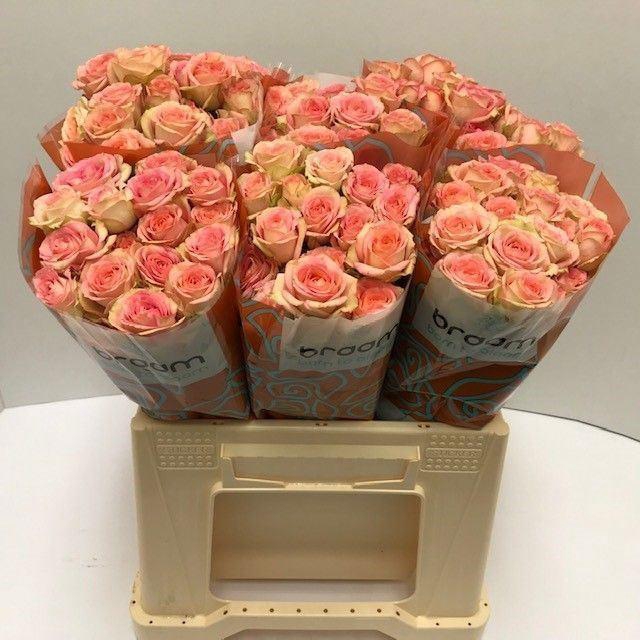 <h4>ROSA TR 'AZORE'</h4>