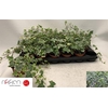 HEDERA EVA P9