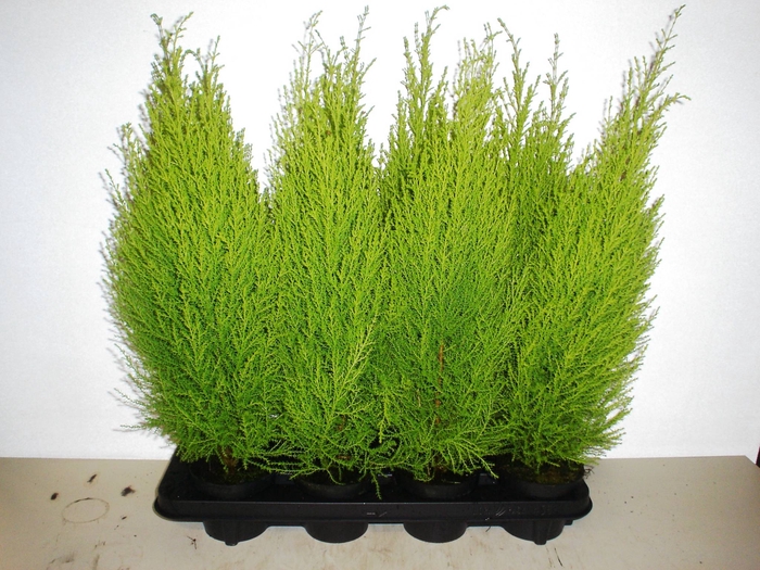 Cupressus macro. 'Goldcrest Wilma'