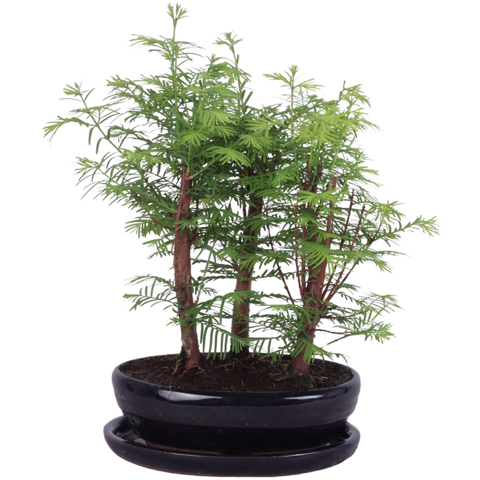<h4>Outdoor Bonsai Metasequoia Forest in ø18cm oval pot with Saucer</h4>