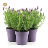 Lavandula Anouk