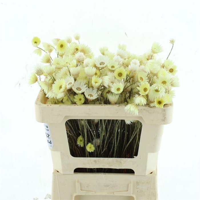 <h4>SNIJBLOEMEN KLB H%</h4>
