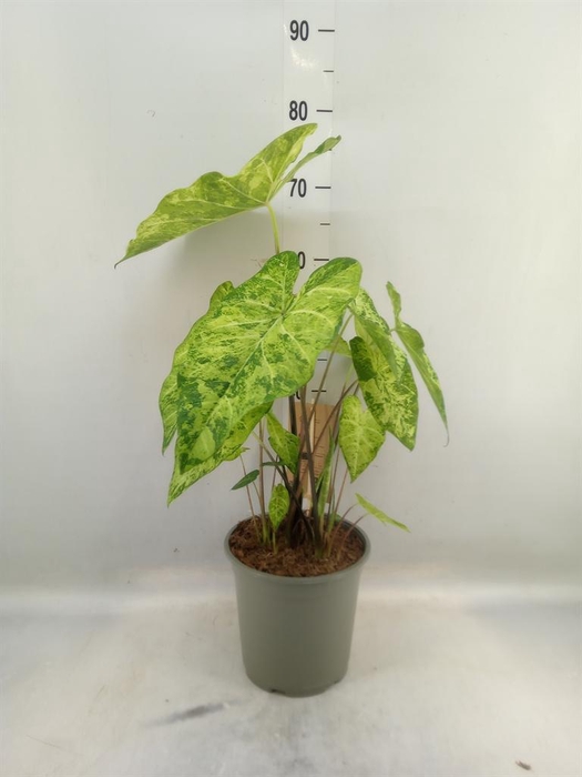 <h4>Caladium   ...</h4>