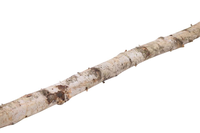<h4>Birch Stem 6-8cm L200</h4>