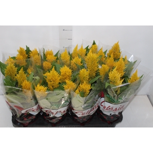 CELOSIA FLAME YELLOW P14
