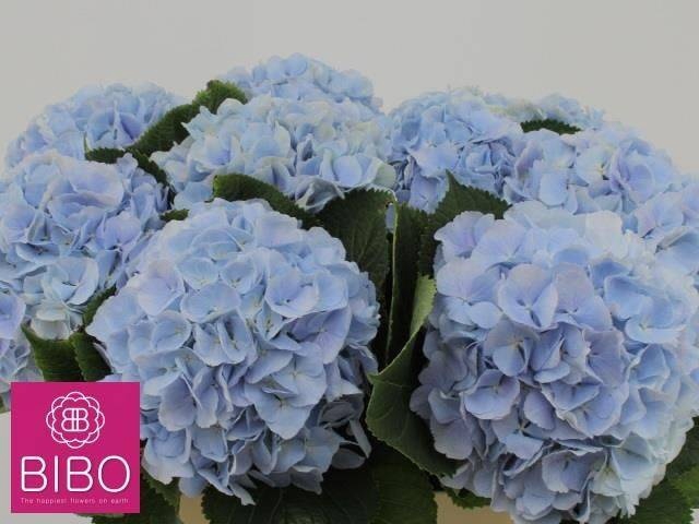 <h4>HYDR M CH VERENA BL</h4>