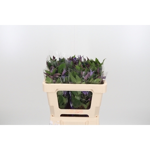 Clem Di Bl Pirouette