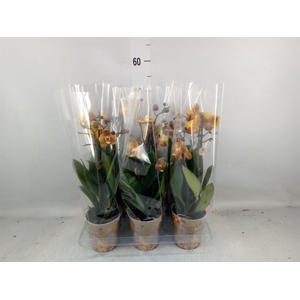 Phalaenopsis multi. 'Ant Las Vegas'