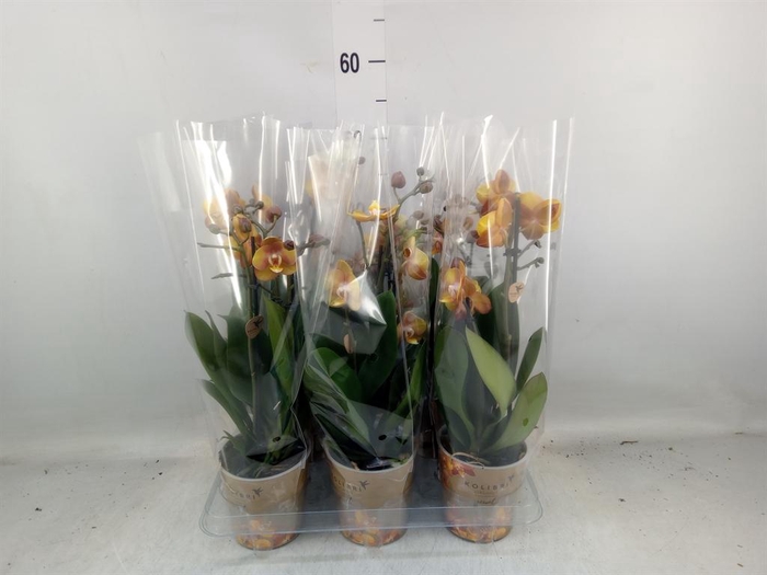 <h4>Phalaenopsis multi. 'Ant Las Vegas'</h4>