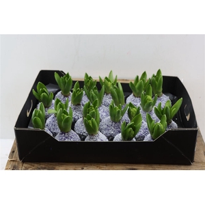 Wax Hyacinth Snow Lavendel