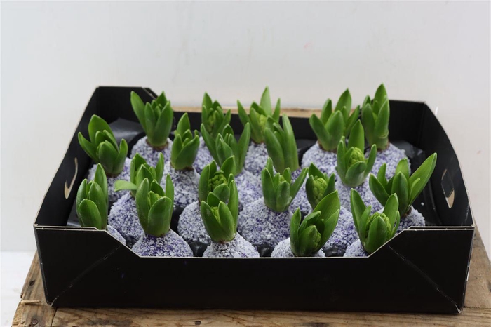 <h4>Wax Hyacinth Snow Lavendel</h4>