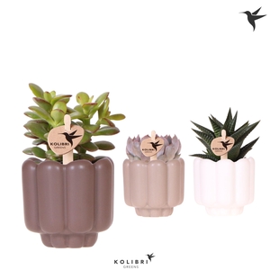 Kolibri Greens Succulenten mix in Retro pot sand mix