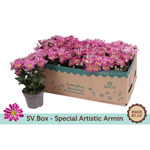 Chrysant Special Artist Armin in SV.Box