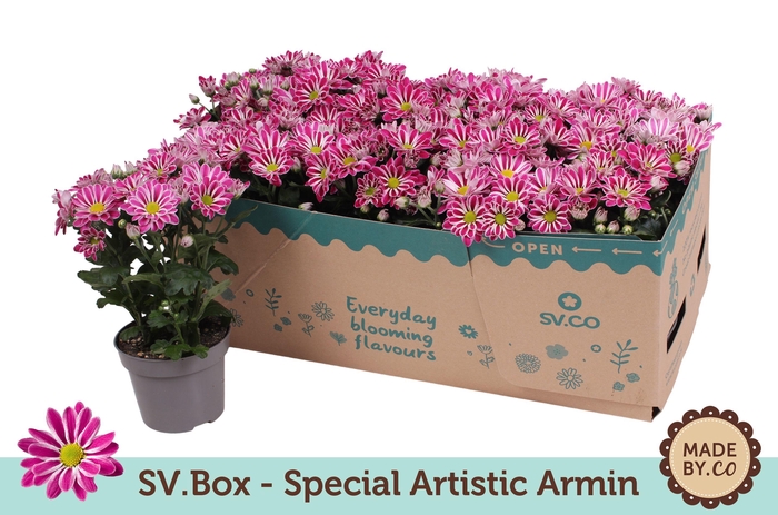 <h4>Chrysant Special Artist Armin in SV.Box</h4>