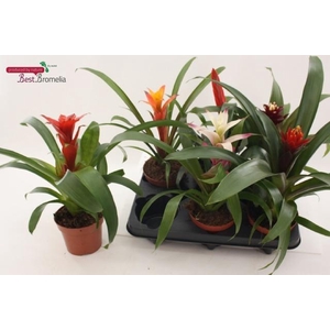 BROMELIA GEM