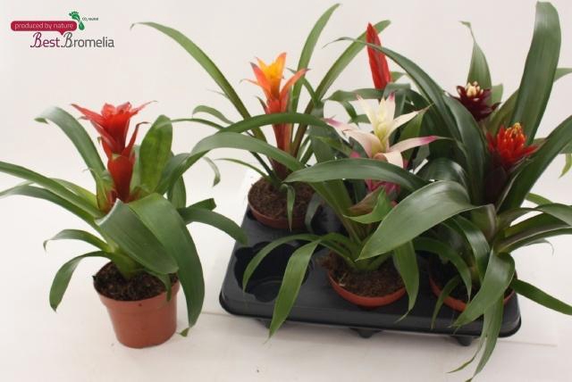 <h4>BROMELIA GEM</h4>