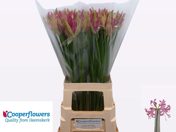 <h4>NE BO RAS VAN ROON</h4>