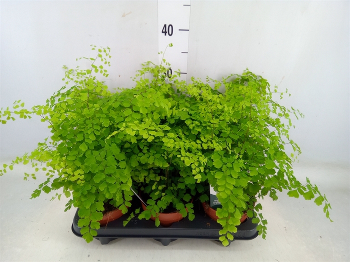 <h4>Adiantum raddi. 'Fragrans'</h4>