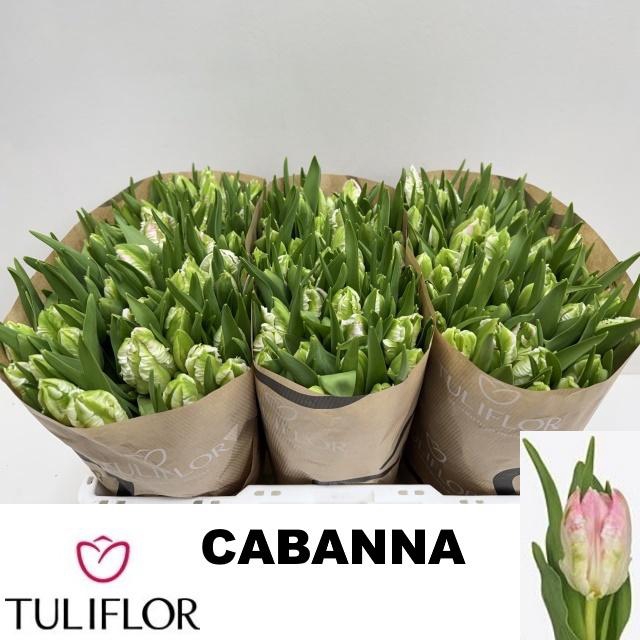 <h4>TU PA CABANNA</h4>