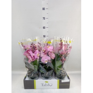 Phalaenopsis   ...rose