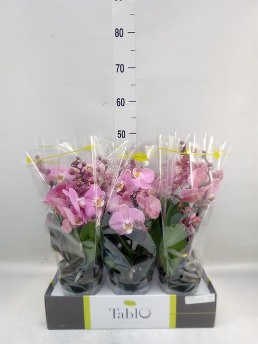 <h4>Phalaenopsis   ...rose</h4>