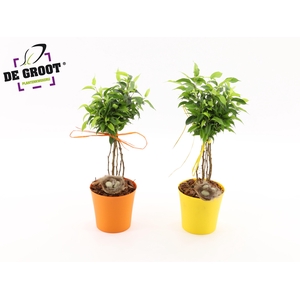 Ficus nest