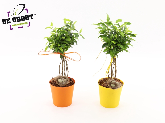 <h4>Ficus nest</h4>