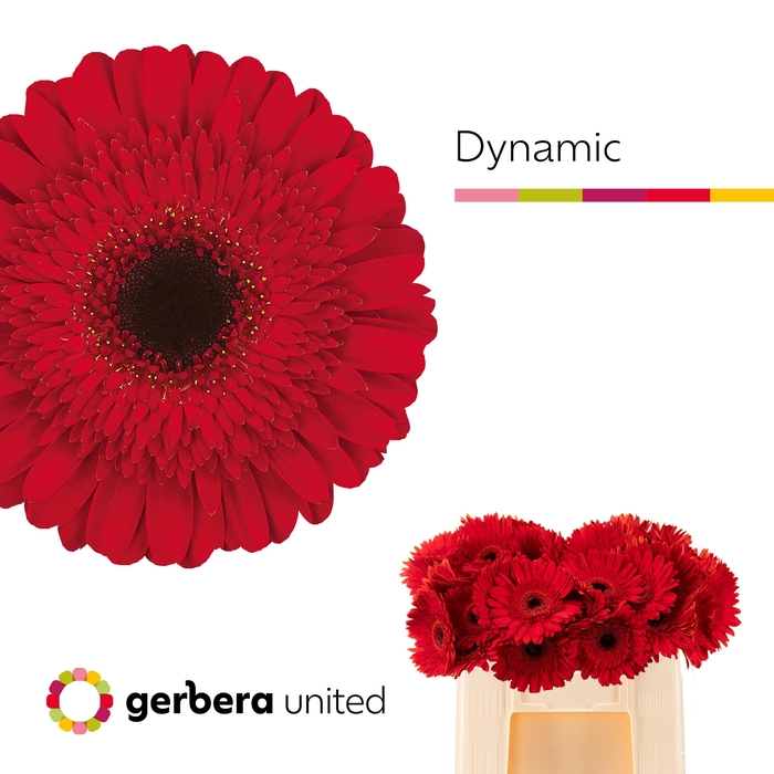 <h4>GE GR DYNAMIC</h4>
