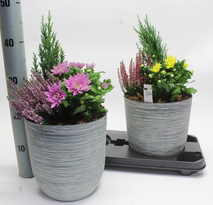 <h4>ARR TUINPLANTEN</h4>