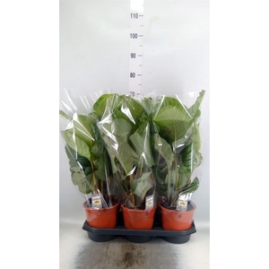 Calathea orbifolia