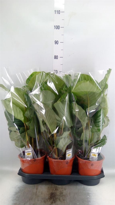 <h4>Calathea orbifolia</h4>