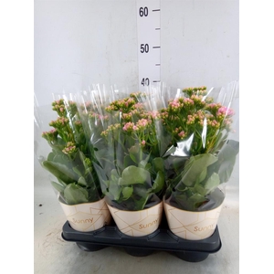 Kalanchoe  'RoseFlow Graceful Pink'