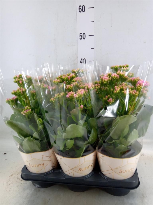 <h4>Kalanchoe  'RoseFlow Graceful Pink'</h4>