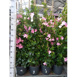 Mandevilla sand. 'SumStar Pink Mag'