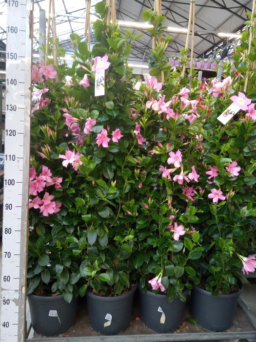 <h4>Mandevilla sand. 'SumStar Pink Mag'</h4>