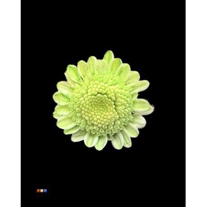 Chr T Stallion Dusty Green