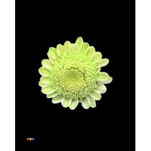 Chr T Stallion Dusty Green