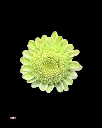 <h4>Chr T Stallion Dusty Green</h4>