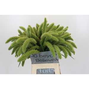 SETARIA IT VOLL MELK