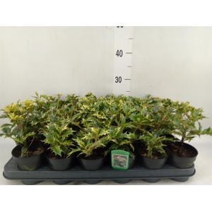 Osmanthus heteroph. 'Goshiki'