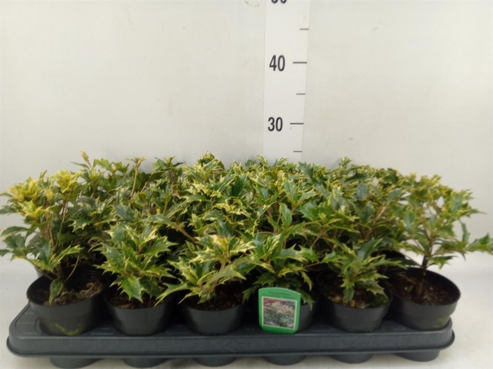 <h4>Osmanthus heteroph. 'Goshiki'</h4>