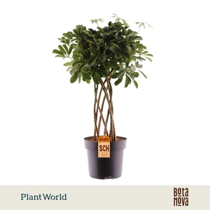 Schefflera Compacta