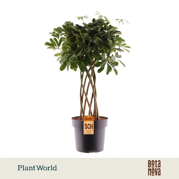 <h4>Schefflera Compacta</h4>