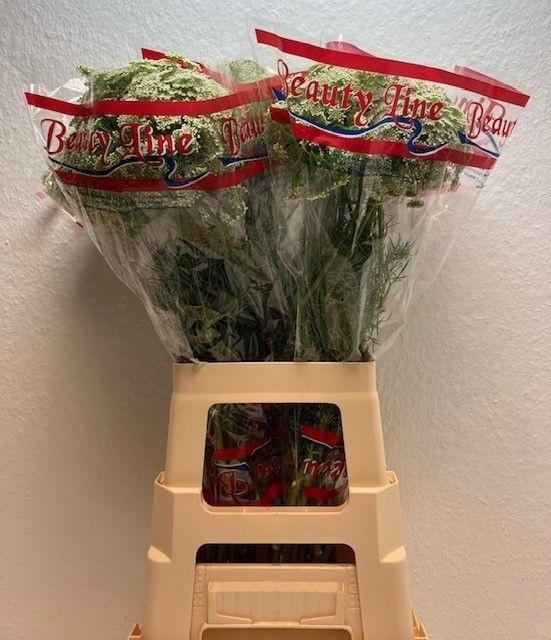 <h4>AMMI VIS CASABLANCA</h4>